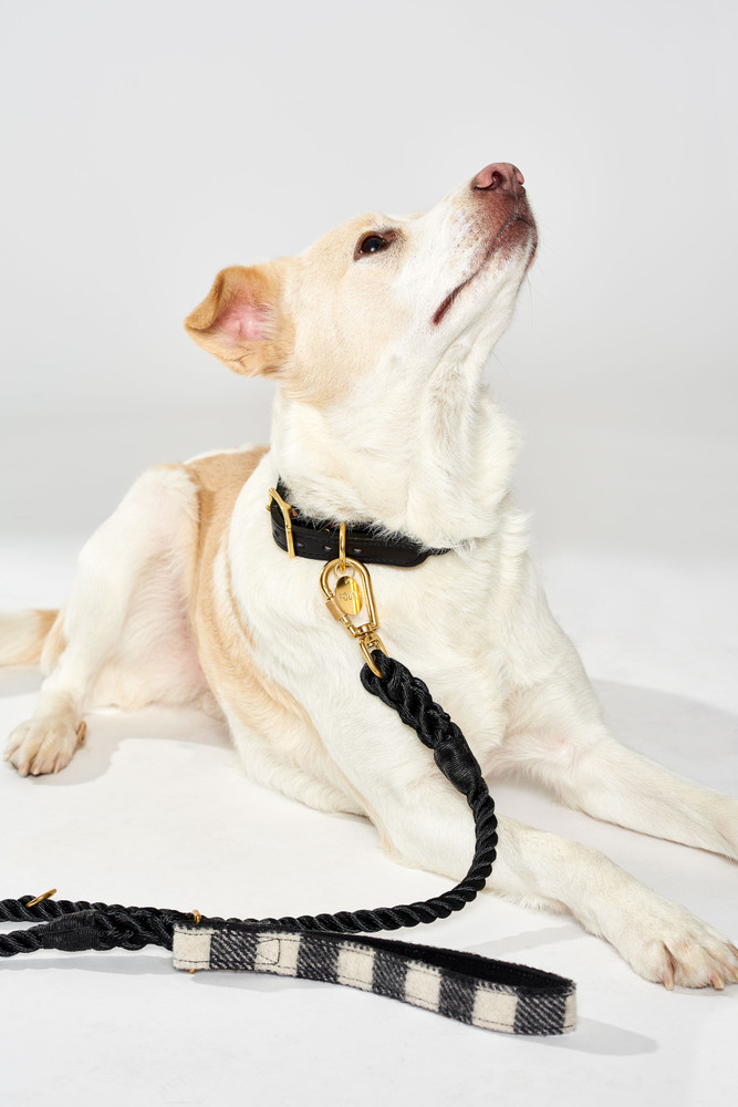 Pet Accessories: Found My Animal - C&I Magazine