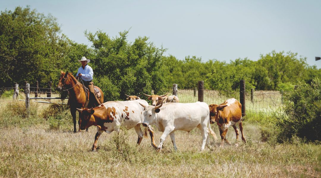 King Ranch: Stewards of Sustainable Agriculture