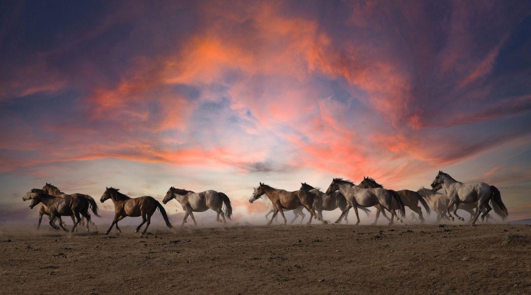 Photography by Lori Sortino - Cowboys and Indians Magazine