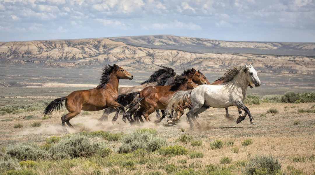 band_on_the_run - Cowboys and Indians Magazine