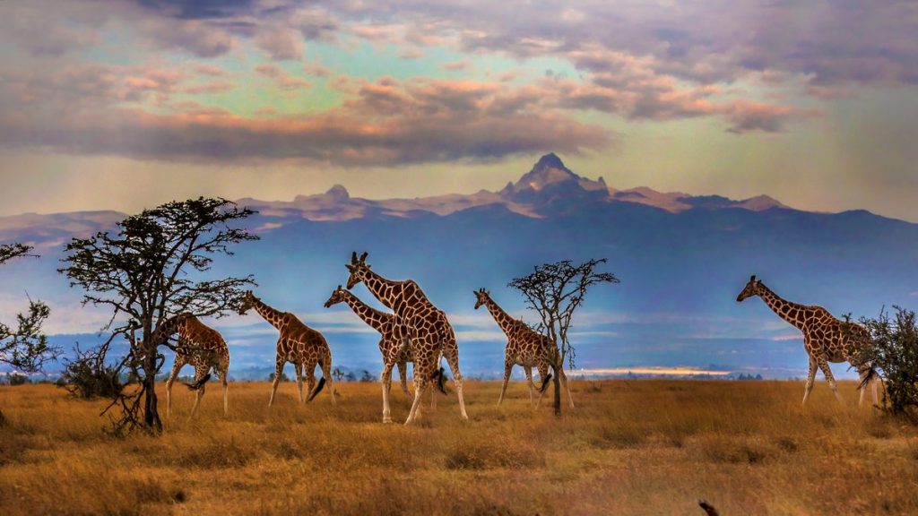 Nomadland: Experiencing Kenya’s Maasai Herding Culture