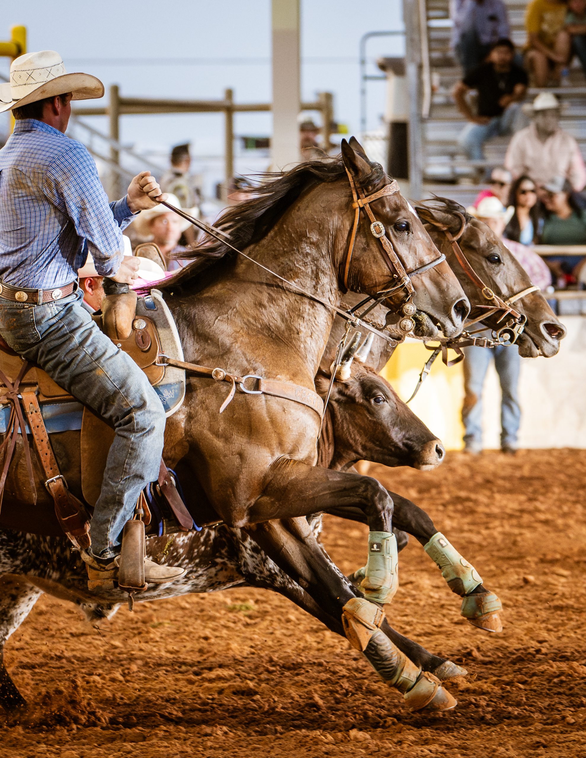 I-Believe-the-Steer-Won-This-One-by-Vickie-Mitchell - Cowboys and ...