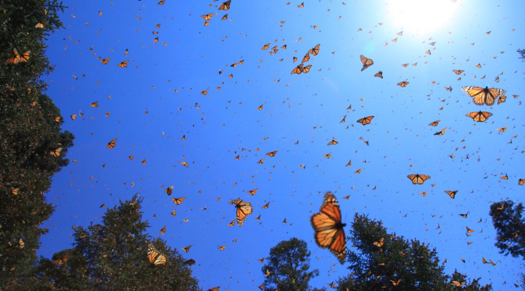 Where Have All the Monarch Butterflies Gone? - C&I Magazine